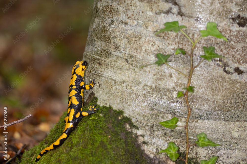 The fire salamander (Salamandra salamandra gigliolii). A subspecies of salamadra that lives along the Italian Apennines. The fire salamander (Salamandra salamandra gigliolii). A subspecies of salamadra that lives along the Italian Apennines.