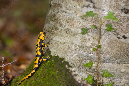The fire salamander (Salamandra salamandra gigliolii).  A subspecies of salamadra that lives along the Italian Apennines. photo
