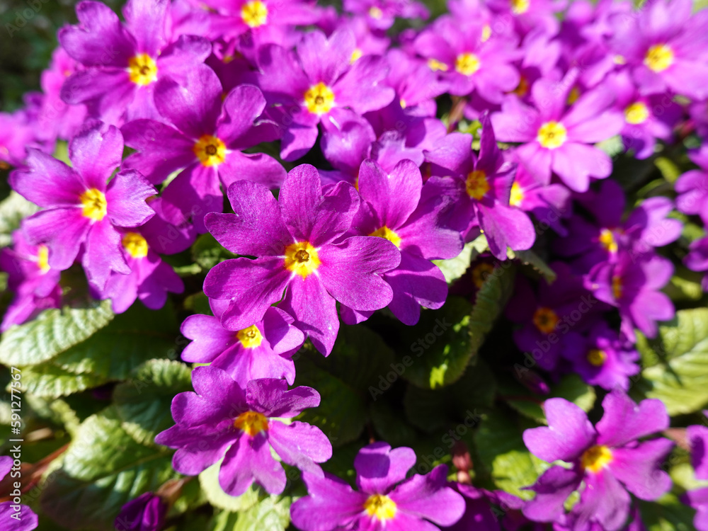 Primel Blumen violett Primula vulgaris im Frühling Primel Blumen violett Primula vulgaris im Frühling