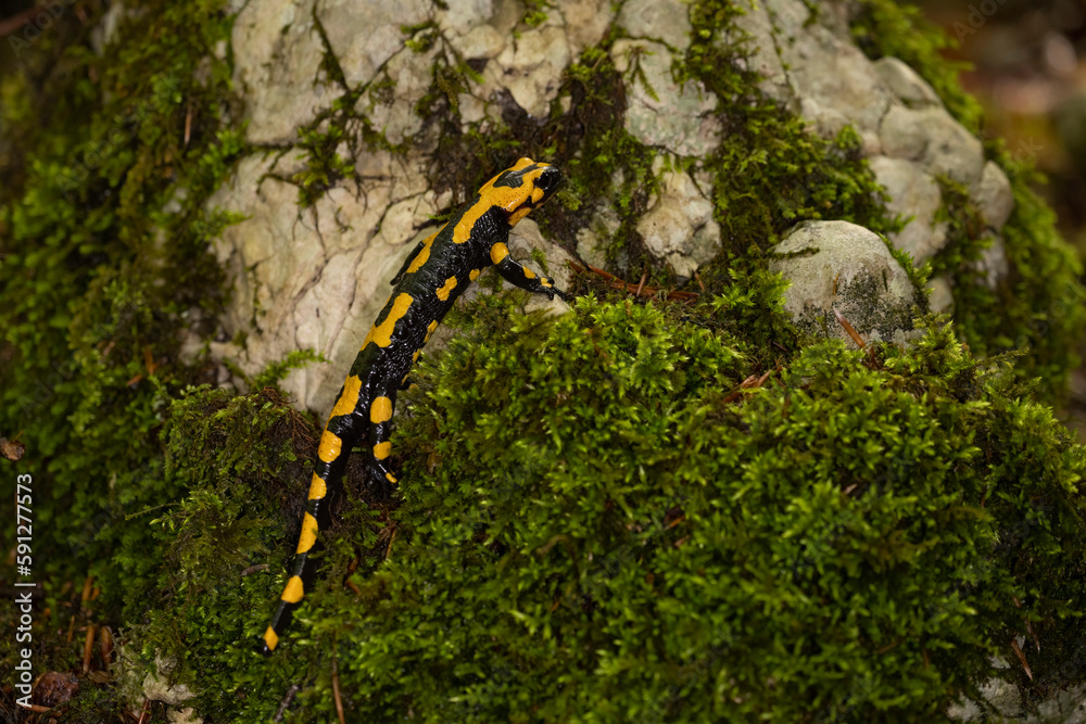The fire salamander (Salamandra salamandra gigliolii).  A subspecies of salamadra that lives along the Italian Apennines.