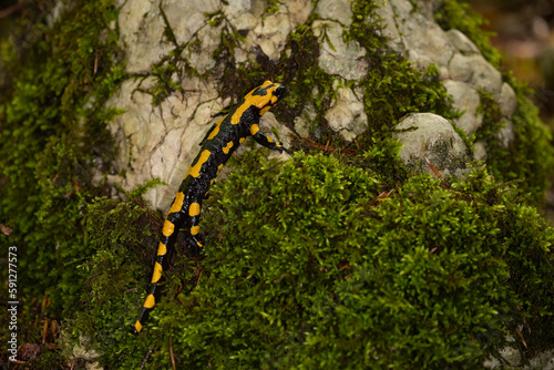The fire salamander (Salamandra salamandra gigliolii). A subspecies of salamadra that lives along the Italian Apennines.