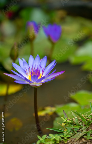 Tropical flowers