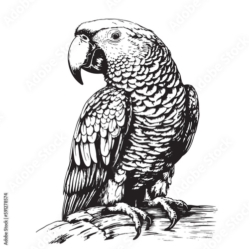 Parrot sitting sketch hand drawn in doodle style illustration