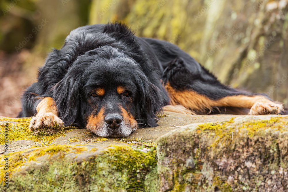 black and gold Hovie dog hovawart resting on a sandstone black and gold Hovie dog hovawart resting on a sandstone