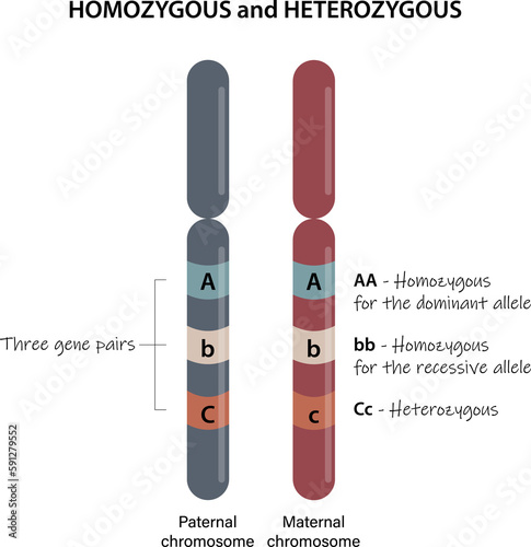 Homozygous and Heterozygous. A comparison of homologous chromosomes. photo