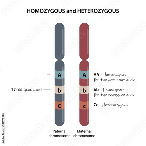 Homozygous and Heterozygous. A comparison of homologous chromosomes.