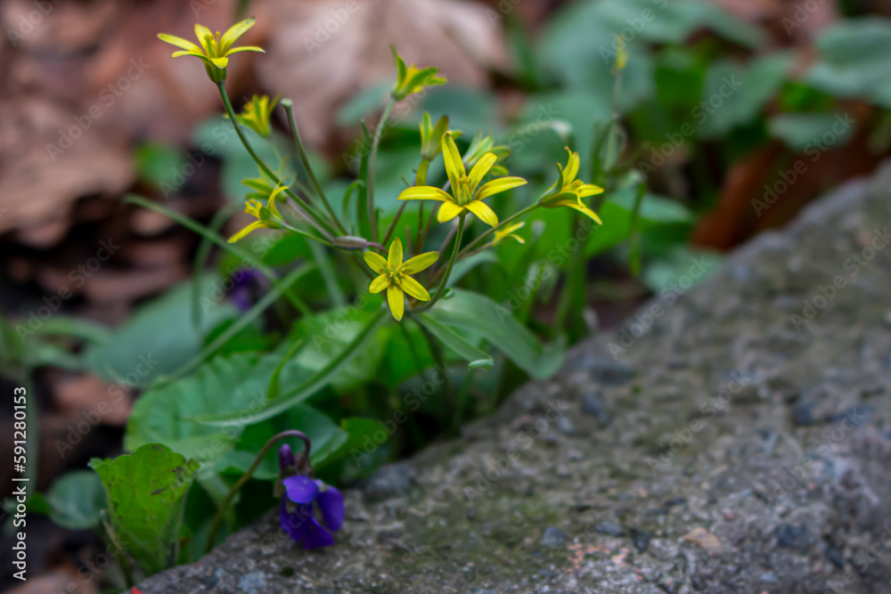 a beautiful shot of a green forest with a yellow flowers a beautiful shot of a green forest with a yellow flowers