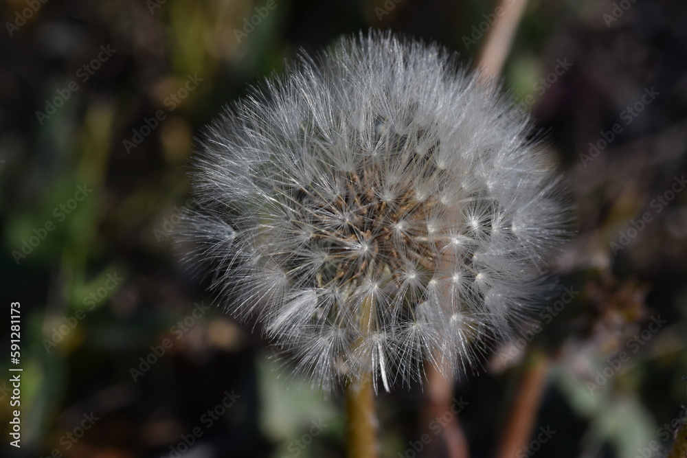 Dandelion seeds on green background. The expansion of life
