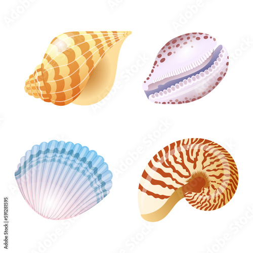 Set of vector illustrations of seashells of different shapes and kinds in cartoon style