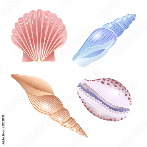 A set of vector illustrations of seashells of different shapes