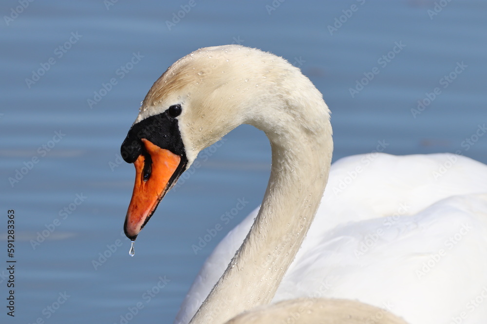 mute swan cygnus olor up close and personal mute swan cygnus olor up close and personal