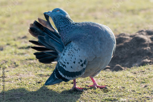 Domestic pigeon stretching and preening wing feathers on grass
