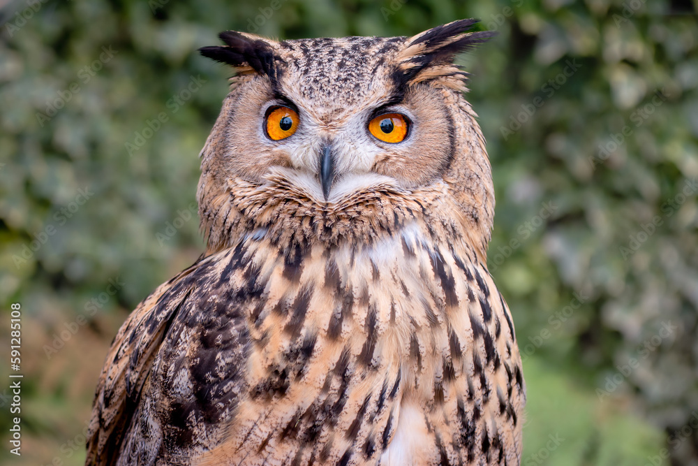 Close up of Turkmenian Eagle Owl, subspecies of European / Eurasian Eagle Owl with bright orange eyes and large ear tufts Close up of Turkmenian Eagle Owl, subspecies of European / Eurasian Eagle Owl with bright orange eyes and large ear tufts