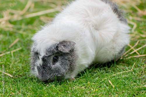 White and slate abyssinian guinea pig grazing on grass