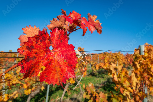 Beautiful red vine leaves close-up in autumn