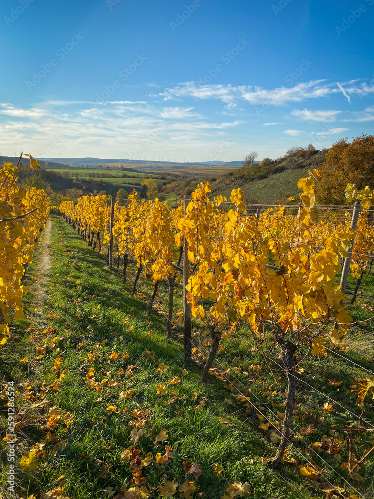 Vineyard rows with autumn colored yellow leaves in Rhine Hesse, Germany