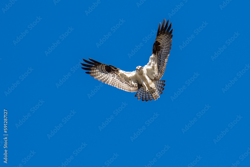 Obraz premium Osprey flying in flight