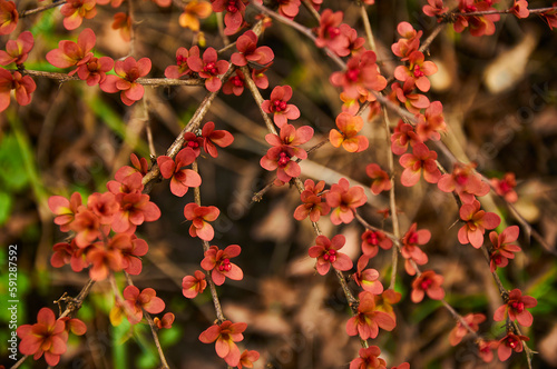 Close up of a flowering branch of red barberry © Tetiana