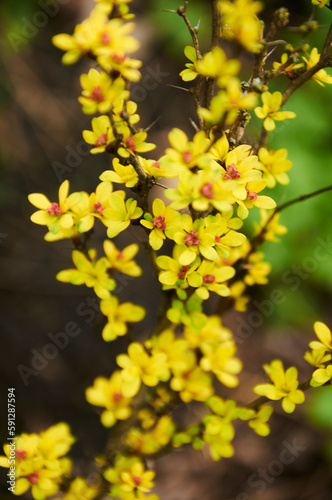 Close up of a yellow flowering barberry branch