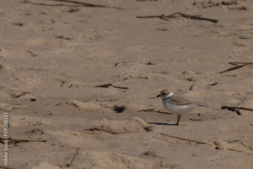 This cute little Piping Plover was seen here on the beach when I took this picture. This shorebird is so tiny and searches the beach for food washed up by the surf. I love the ring around his neck.