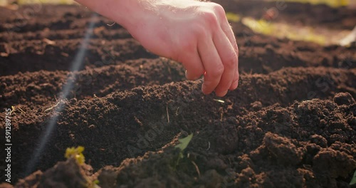 Farmer hands planting for planting seeds in fertile soil, extremely close-up shot