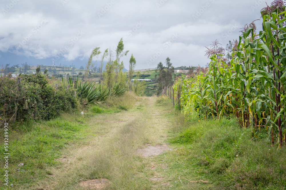 Rural road next to a corn plantation and maguey leaves in an Andean landscape with mountains and clouds Rural road next to a corn plantation and maguey leaves in an Andean landscape with mountains and clouds