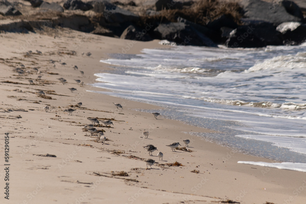 These cute little sandpiper shorebirds were combing the beach for sea organisms that washed up from the surf. These little birds look funny as their little legs run away from the waves. These cute little sandpiper shorebirds were combing the beach for sea organisms that washed up from the surf. These little birds look funny as their little legs run away from the waves.