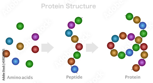 Protein structure, amino acids, peptide chain, polypeptide. DNA formation, protein compound digestion. Primary, secondary bonds. Contrast color, illustration Vector