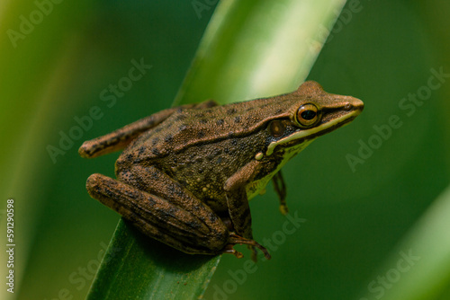 Brown Stream Frog (Hylarana Chalconota) Animal closeup 