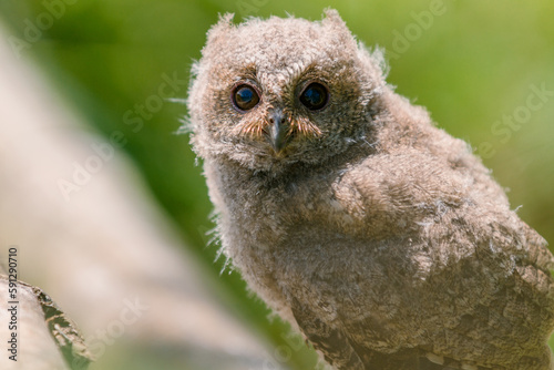 Javan Scops Owl (Otus Angeliane) animal closeup 