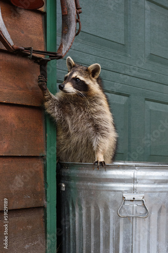 Raccoon (Procyon lotor) In Trash Can Reaches Up to Harness