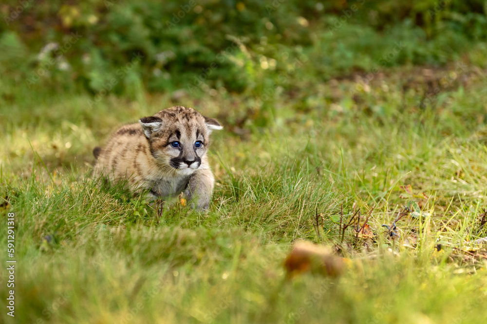 Obraz premium Cougar Kitten (Puma concolor) Steps Forward Ears Down Autumn