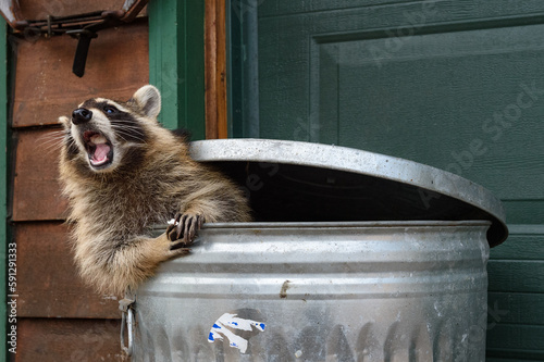 Raccoon (Procyon lotor) Leans Out of Trash Can Mouth Full of Marshmallow Fototapet