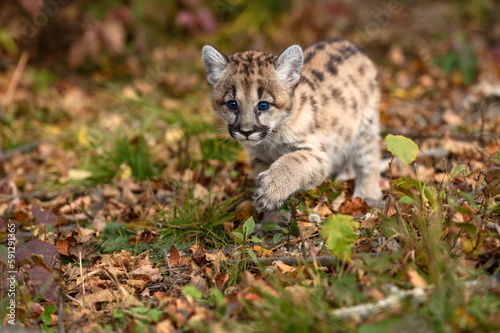 Cougar Kitten (Puma concolor) Walks Along Ground Front Paw Up Autumn