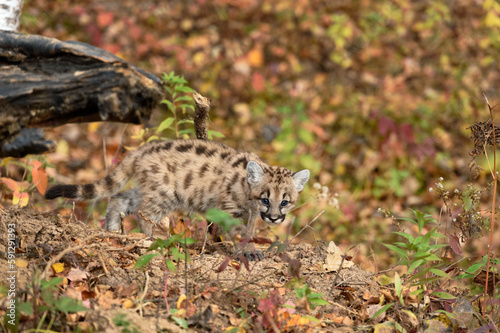 Cougar Kitten (Puma concolor) Blends In While Walking Along Ground Autumn