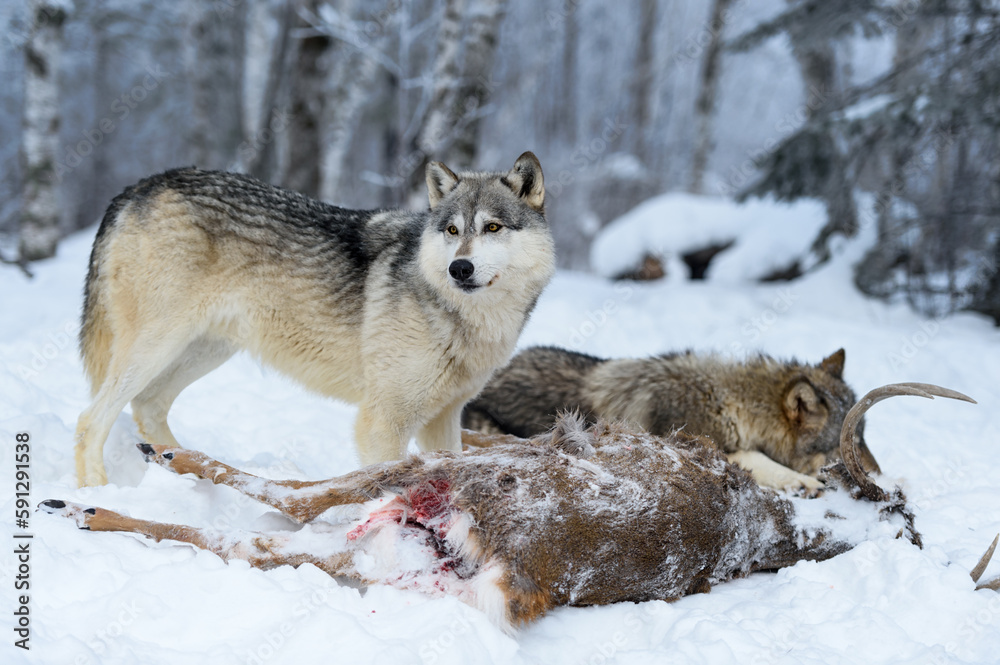 Wolf (Canis lupus) Stands Over Deer Body While Second Chews Winter