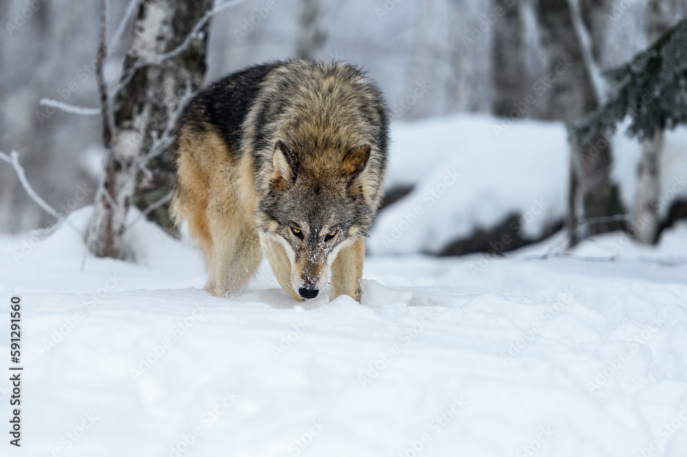 Wolf (Canis lupus) Steps Forward Nose to Ground Winter Wolf (Canis lupus) Steps Forward Nose to Ground Winter