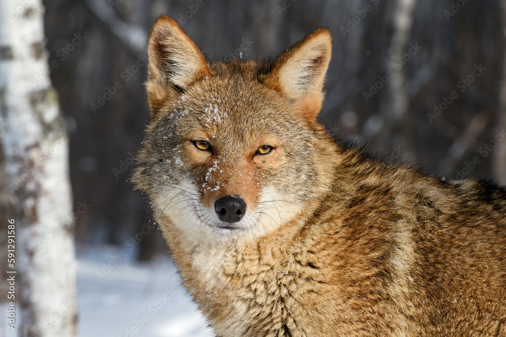 Coyote (Canis latrans) Looks Out Trees in Background Winter Coyote (Canis latrans) Looks Out Trees in Background Winter