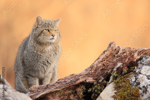 Euopean wildcat - felis silvestris silvestris - Gato montés europeo © Baquez Photography
