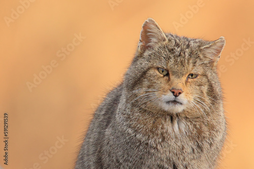 Euopean wildcat - felis silvestris silvestris - Gato montés europeo photo