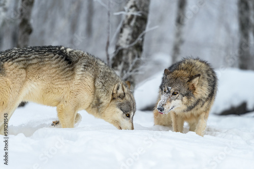 Wolves  Canis lupus  Step Up to Each Other in Frosty Woods Winter