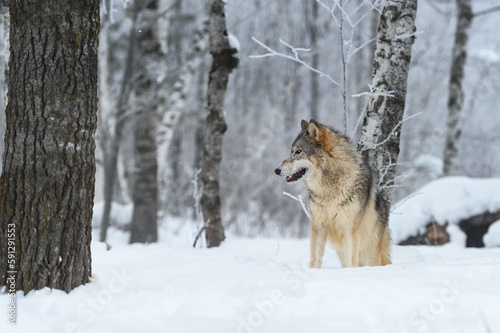 Wolf (Canis lupus) Stands in Frosty Woods Looking Left Winter © hkuchera