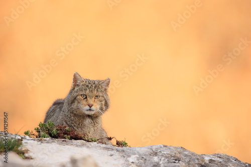 Euopean wildcat - felis silvestris silvestris - Gato montés europeo