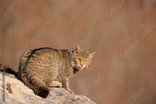 Euopean wildcat - felis silvestris silvestris - Gato montés europeo