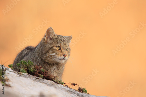 Photography Euopean wildcat - felis silvestris silvestris - Gato montés europeo