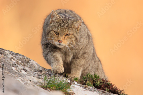 Euopean wildcat - felis silvestris silvestris - Gato montés europeo