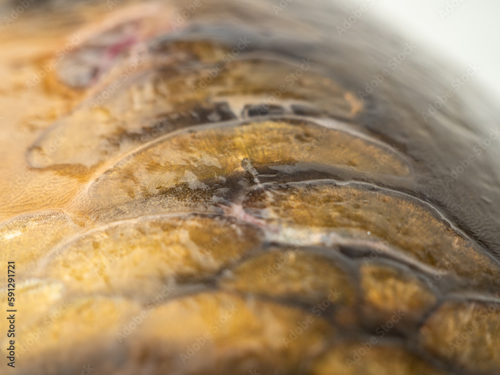 Fish scale texture, fish scale background. carp skin. Close-up. Fish scale texture, fish scale background. carp skin. Close-up.