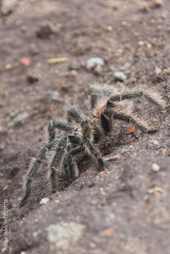 spider on the wall