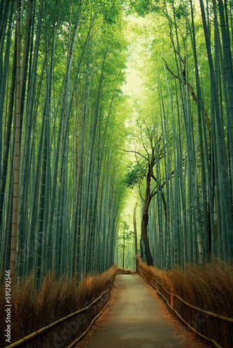 Fototapeta Naklejka Na Ścianę i Meble -  Pathway in a green bamboo forest in Japan