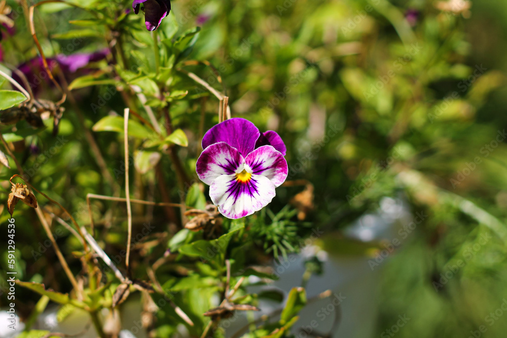 Purple Pansy In Grandma's Garden Purple Pansy In Grandma's Garden